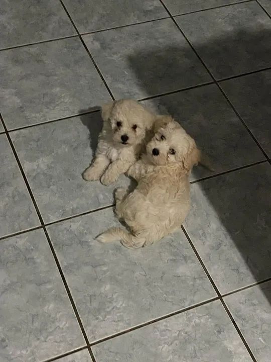 Poodle fêmeas - Foto 3