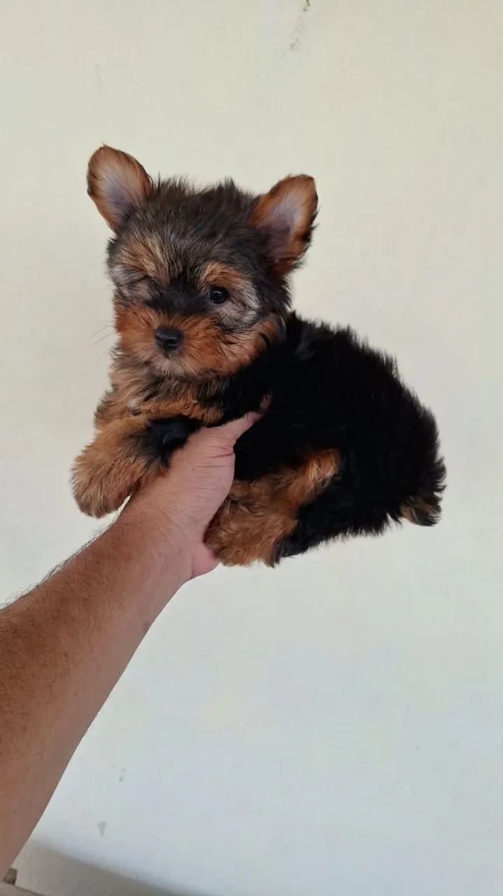  Yorkshire machinho  - Foto 3