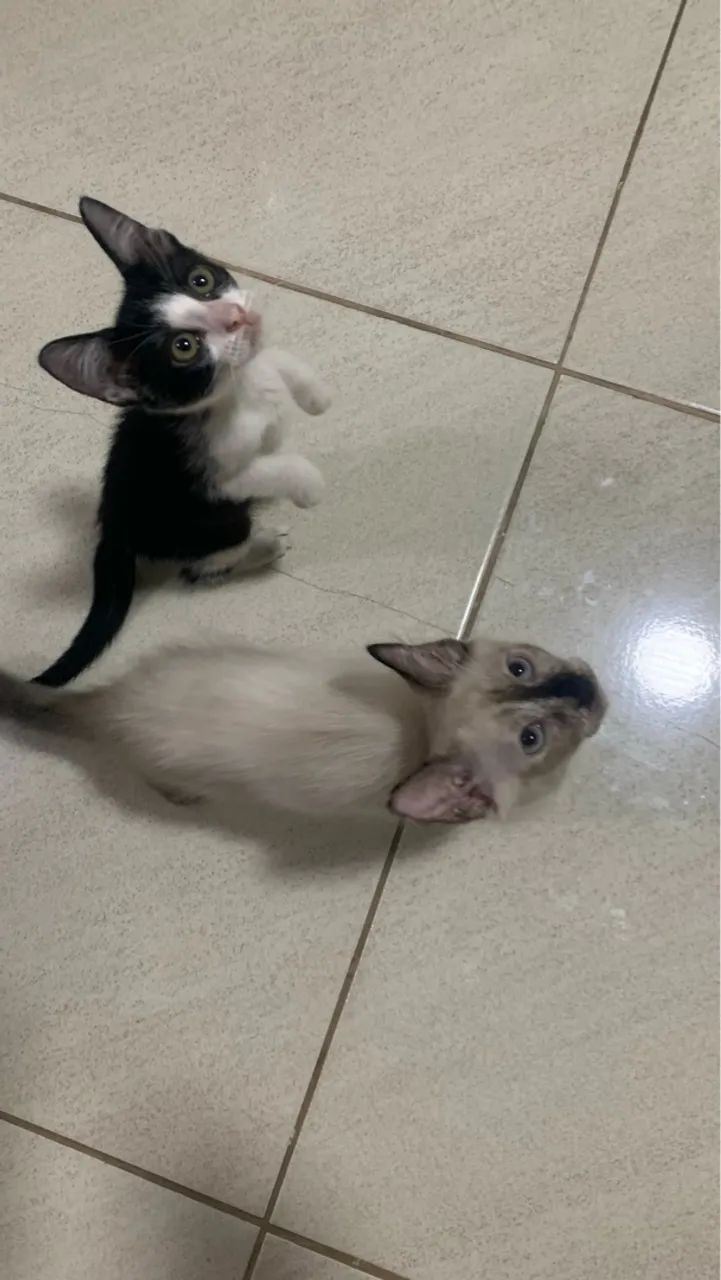 Gatas pra Doação  - Foto 3