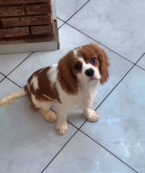Cavalier King Charles Spaniel Cachorros Centro, São Paulo