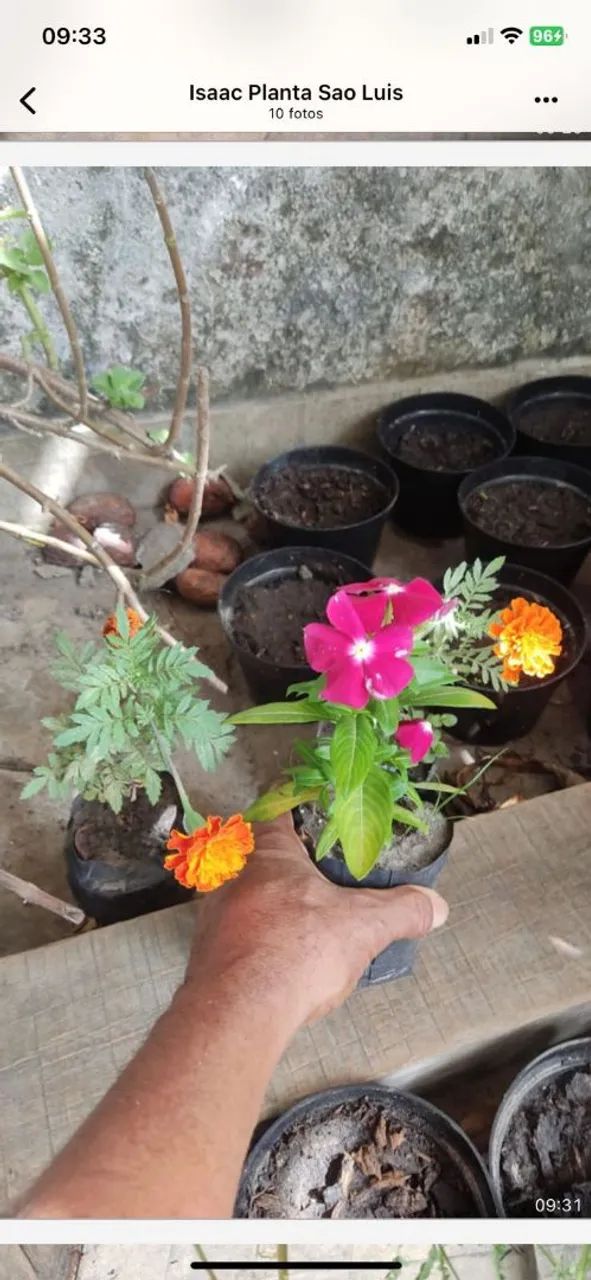 Mudas de plantas ornamentais e outras  - Foto 5