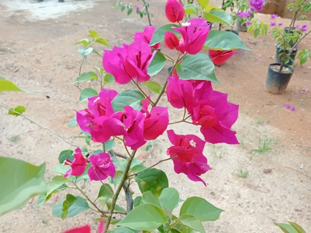 Vendo Bouganvilles Floridos