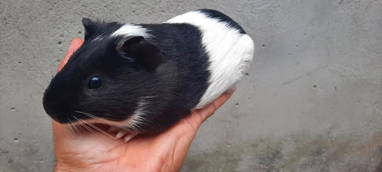 Porquinho da Índia raça Inglês macho disponíveis!! - Foto 5