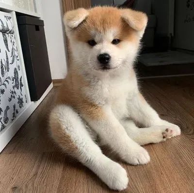 Akita Inu de Pura Raça ? Força, Beleza e Nobreza!
