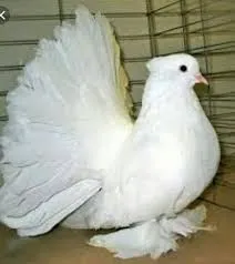 Galinha branca