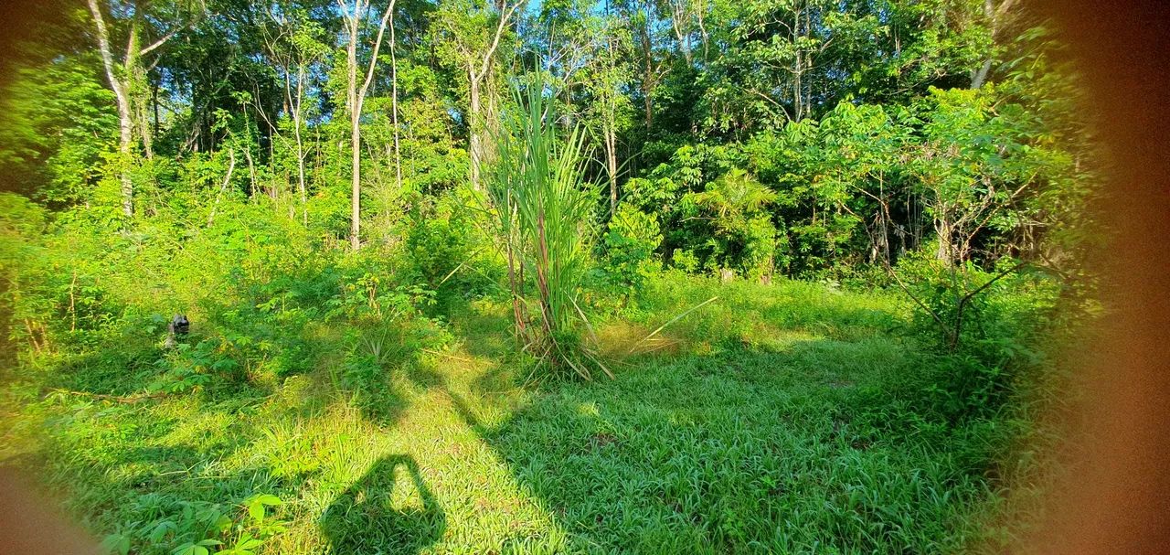 VENDO SÍTIO EM STA BÁRBARA  - Foto 6