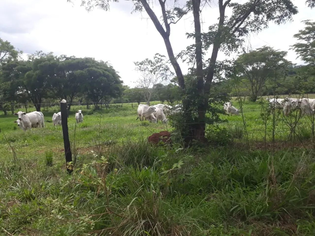 Fazendinhas Com Lagoa, Excelente Tipografia e Terra Cultivo Perto de Sete Lagoas. - Foto 5