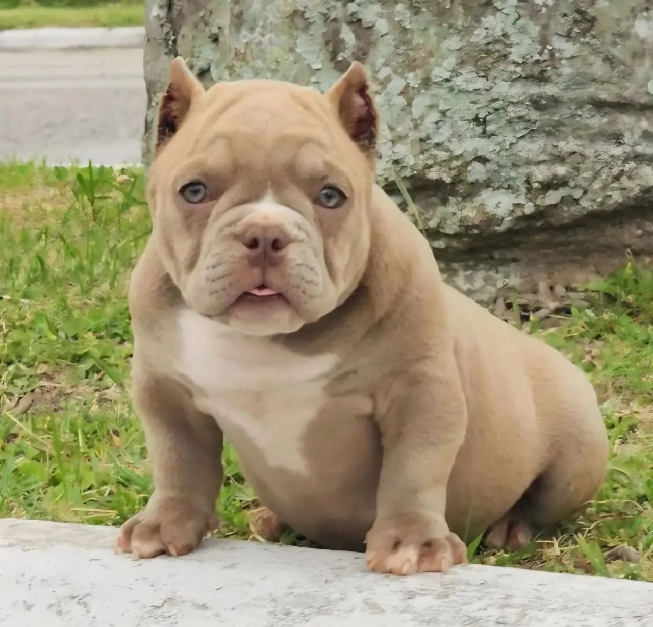 American Bully  - Foto 2