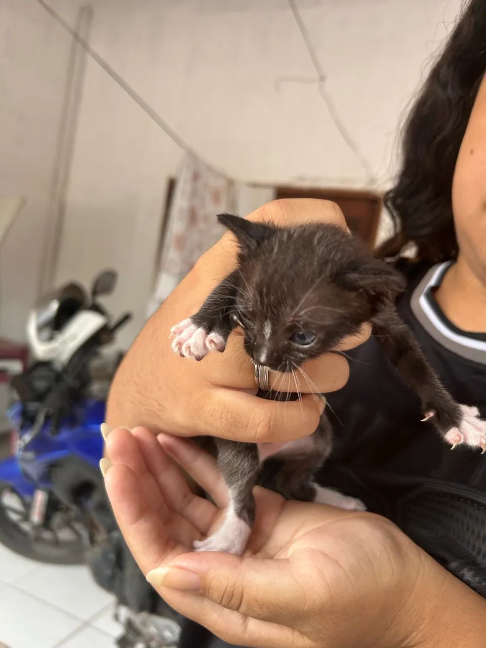 GATOS PARA ADOÇÃO RESPONSÁVEL - Foto 3