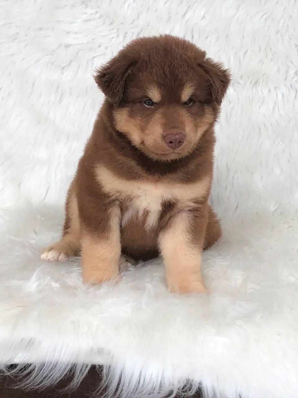 Husky macho Wooly