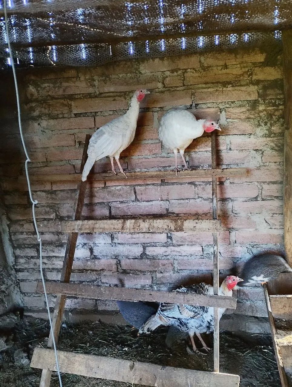 Angolista e perus troco por galinhas poedeiras - Foto 4