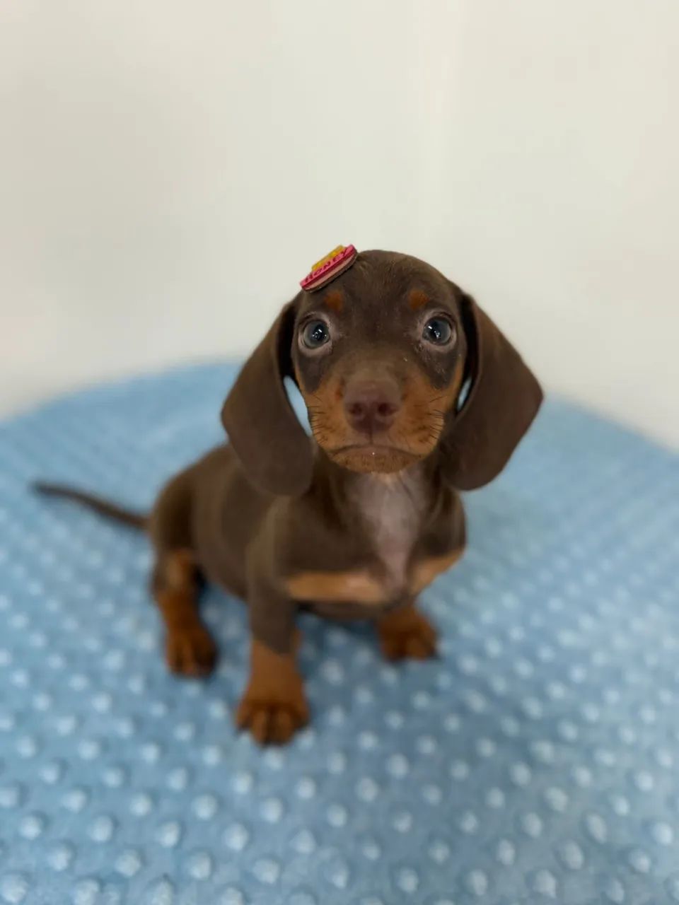 dachshund salsichinha  - Foto 4