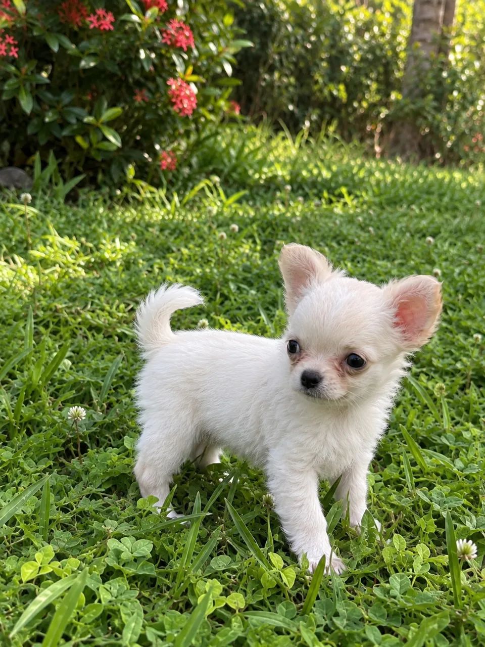 Chihuahuas  - Foto 3