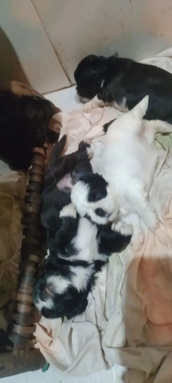 Cachorro pra vender  - Foto 2