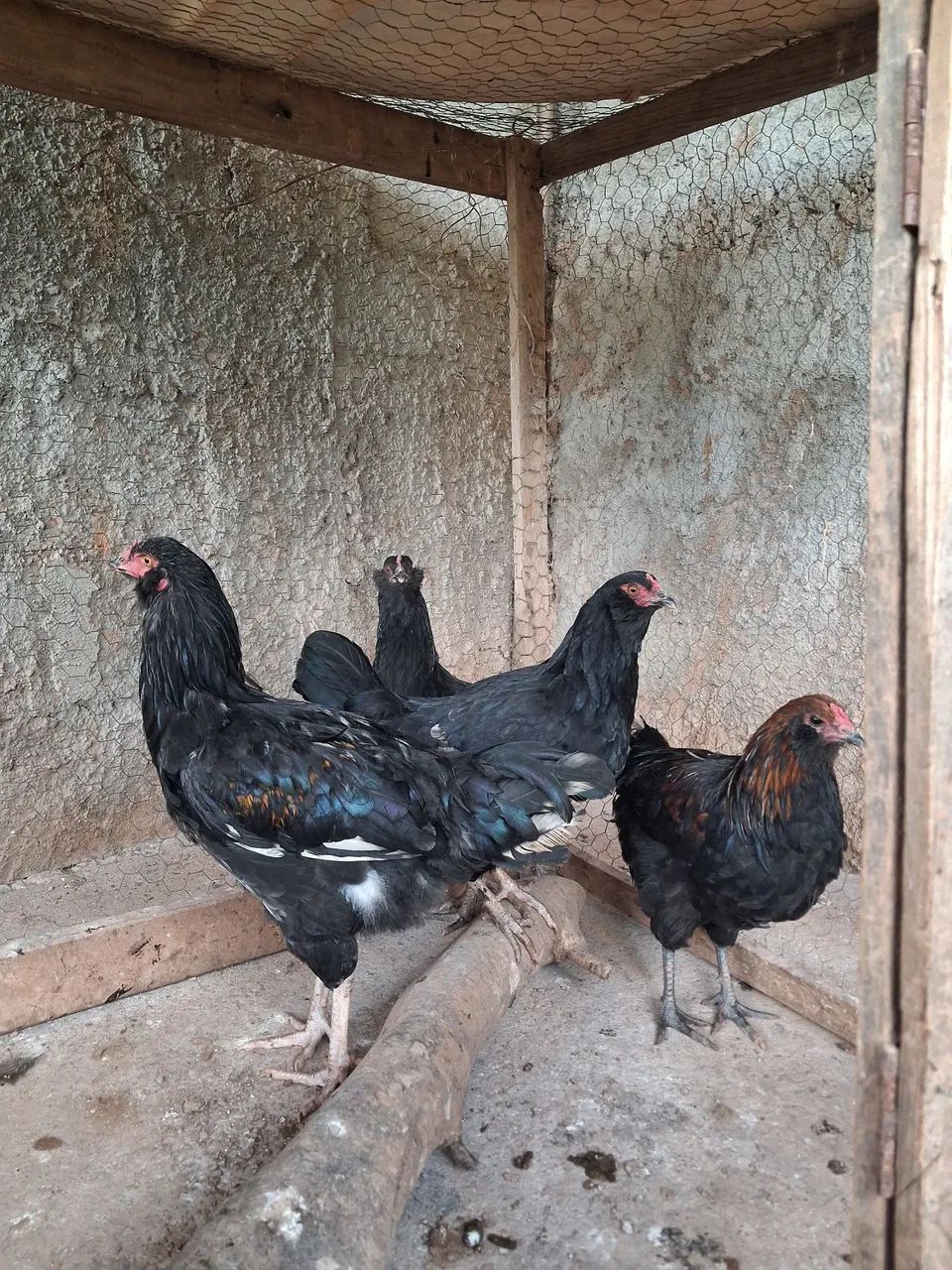 Lindas aves cruzamento de Ameraucana com Marans!  - Foto 4