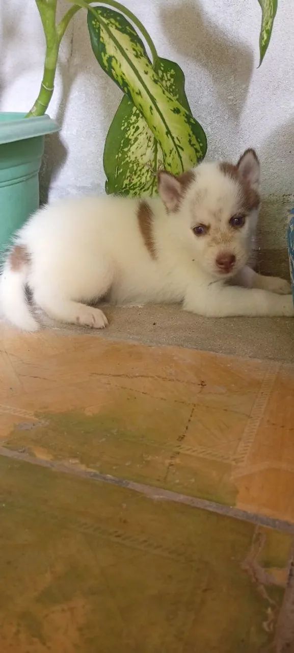 Husky Siberiano puros olhos azuis marinho (3 Fêmias)  - Foto 3