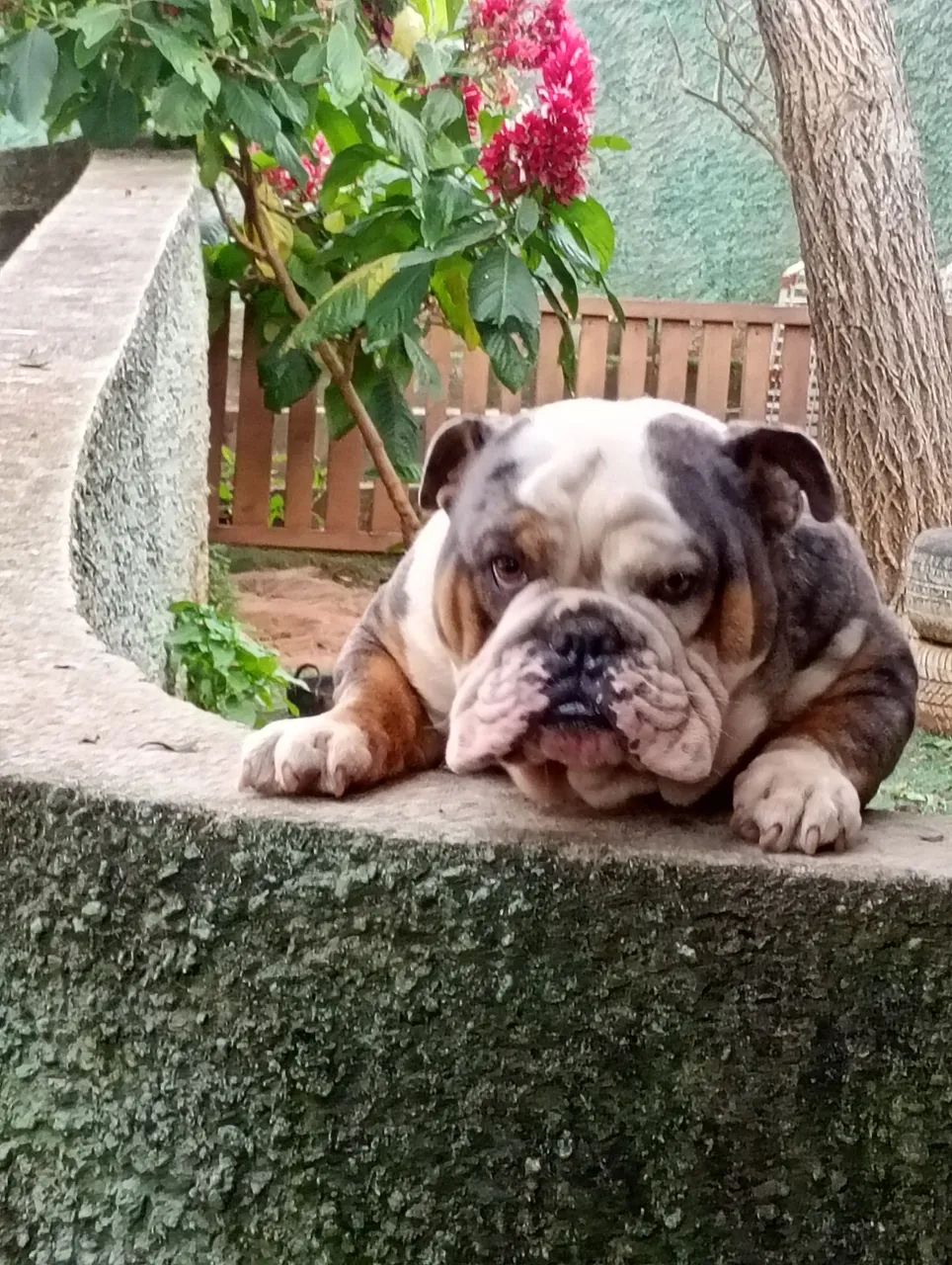 Buldogue inglês  - Foto 4