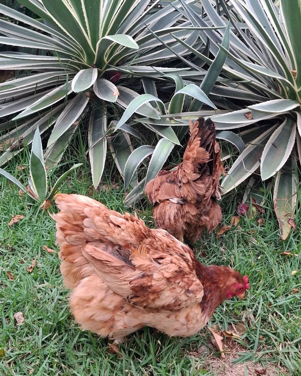 Duas Frangas Caipira  - Foto 3