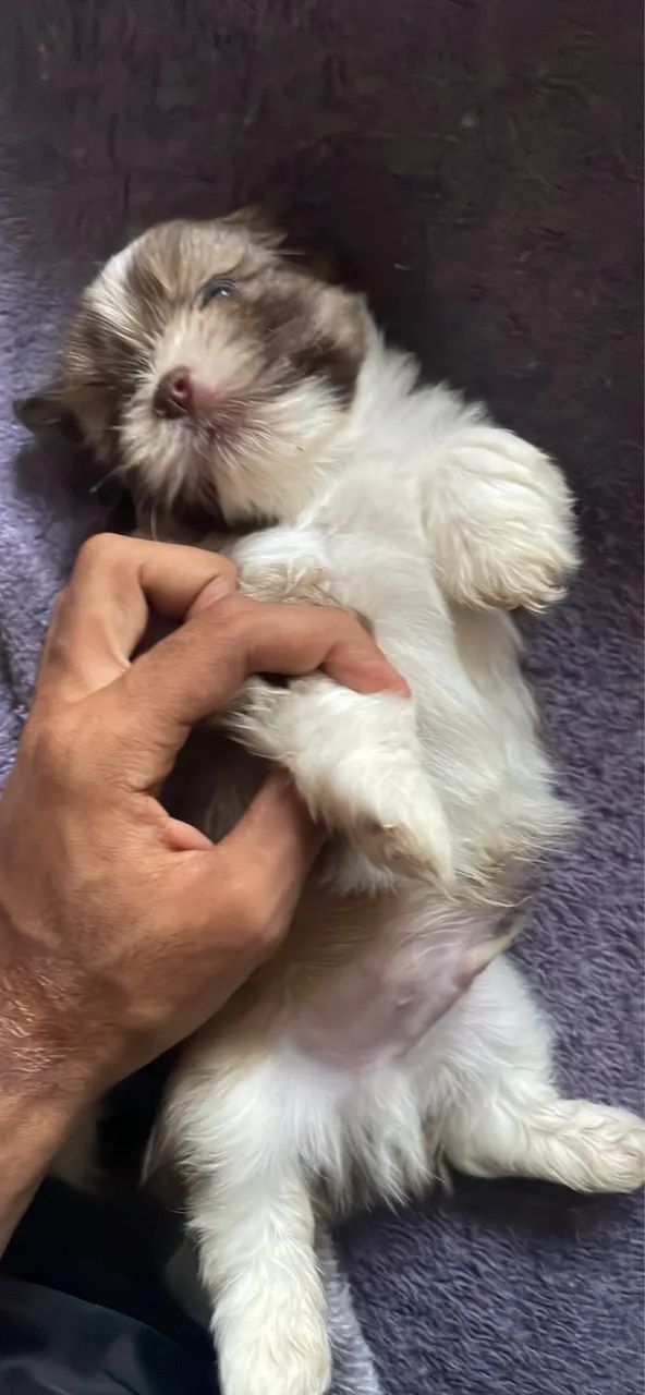 Shit-tzu puro - Foto 2