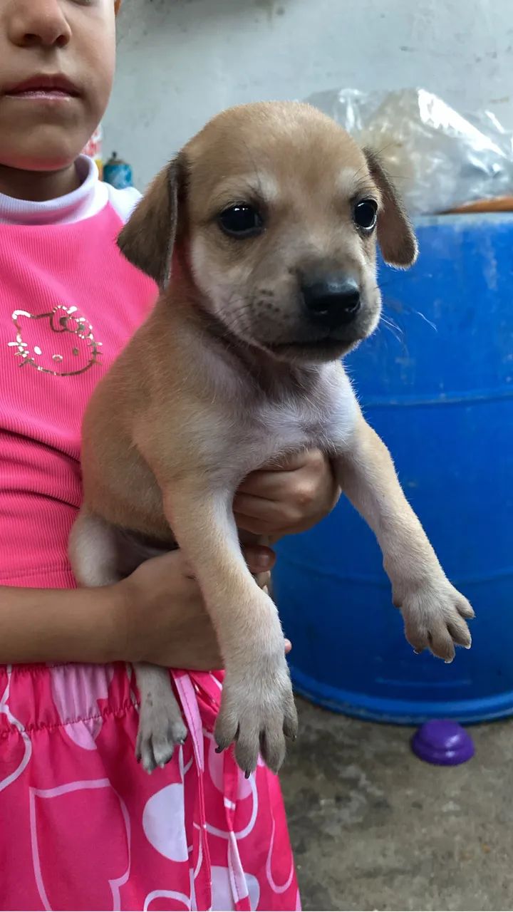 Cachorros - Foto 4