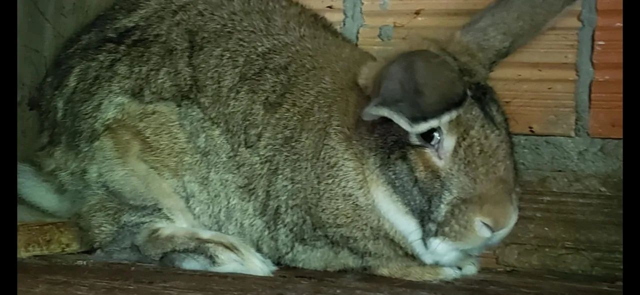 Coelhos mini e gigante  - Foto 3