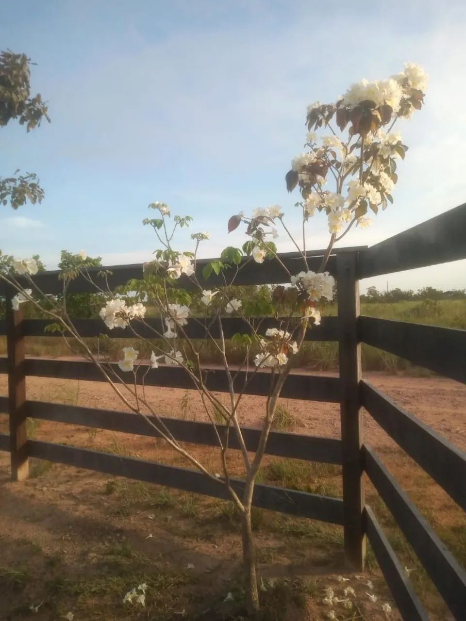 Vendo ou alugo - Foto 2