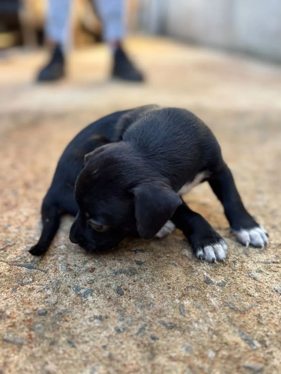 Doação pet. - Foto 2