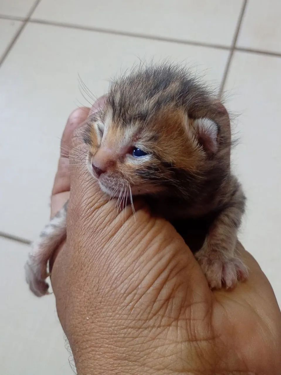 Gato bengal - Foto 2