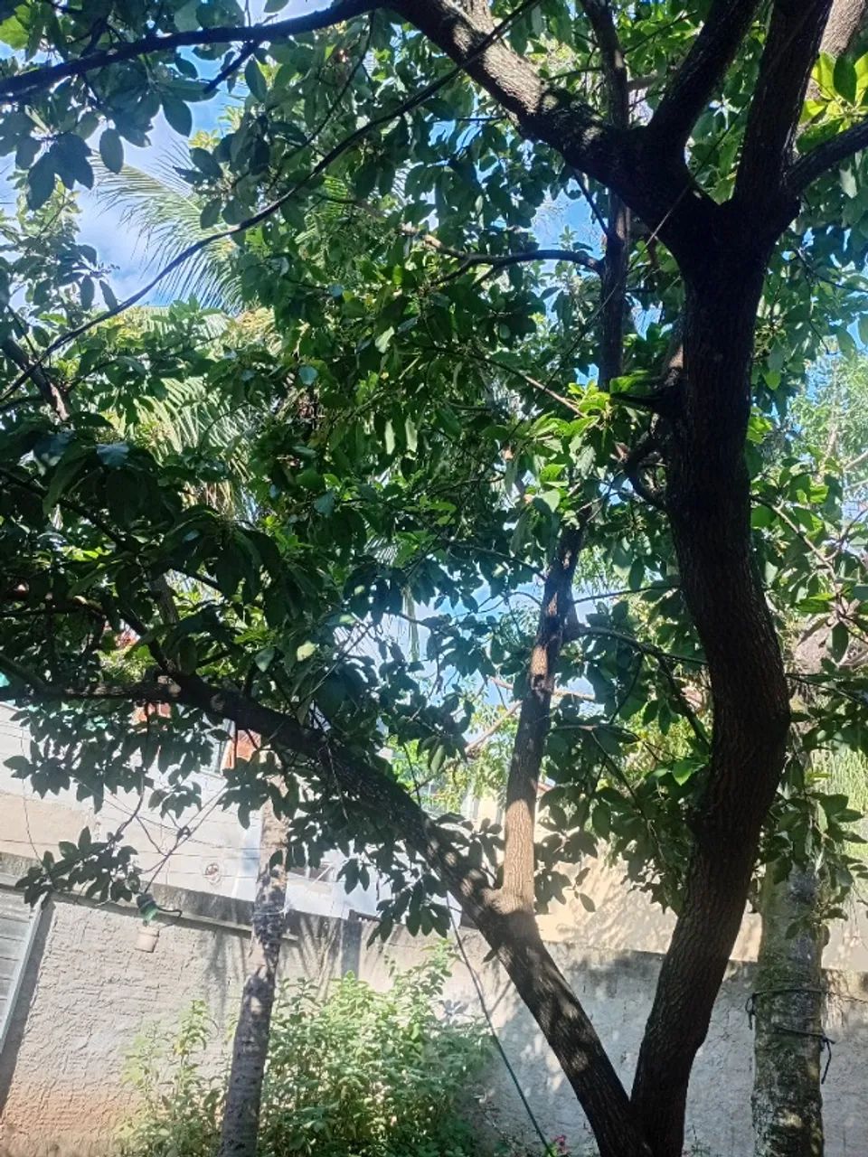 Árvores frutíferas  - Foto 3