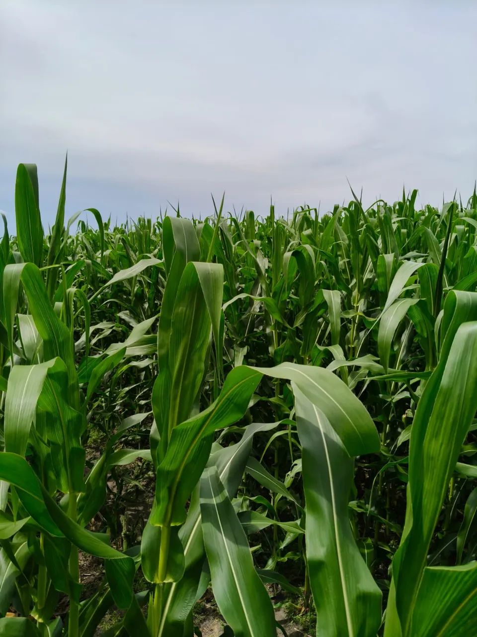 Oportunidade de compra fazenda em Codó  - Foto 2