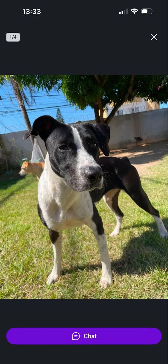 Doação de cachorra