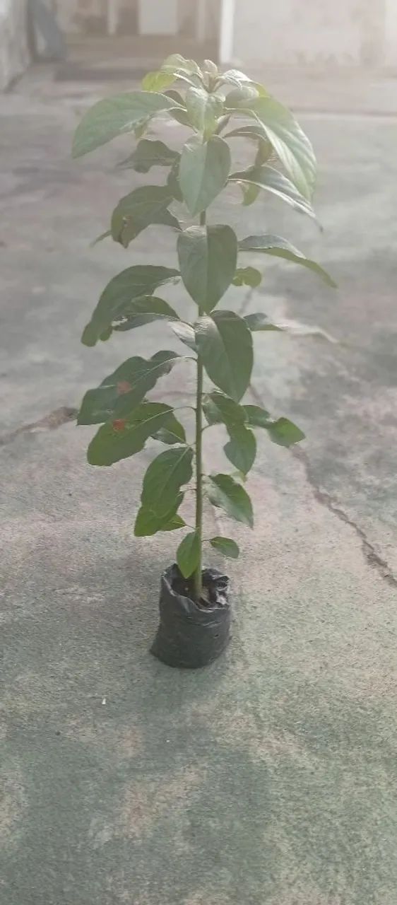 Pés de abacate e mamão  - Foto 3