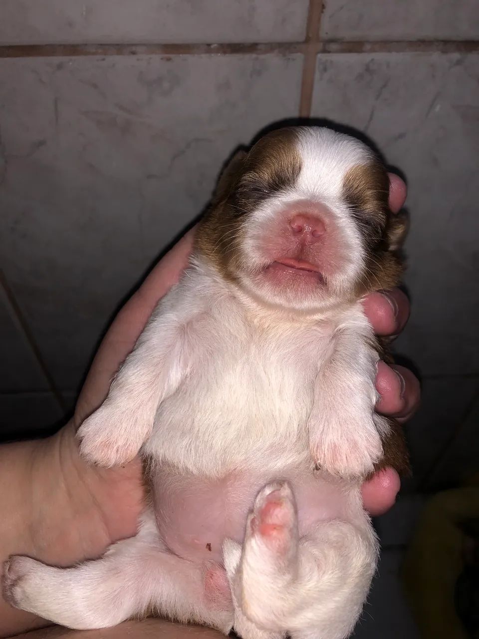 Shihtzu  - Foto 2