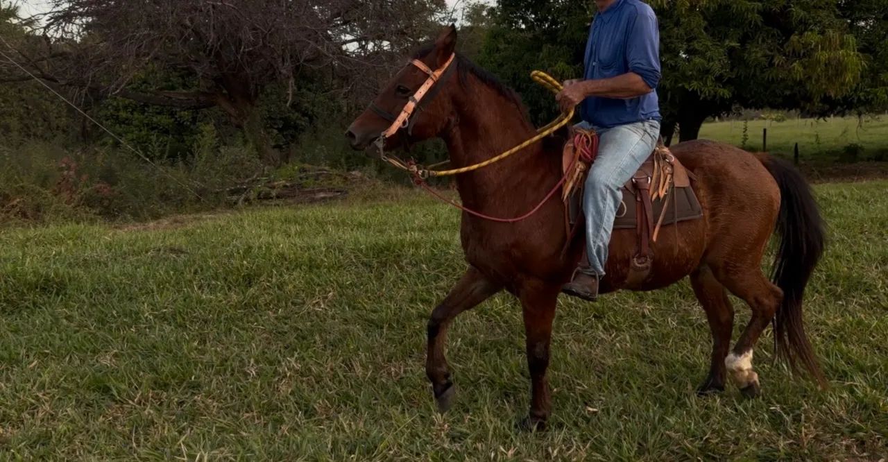 Cavalo  - Foto 4