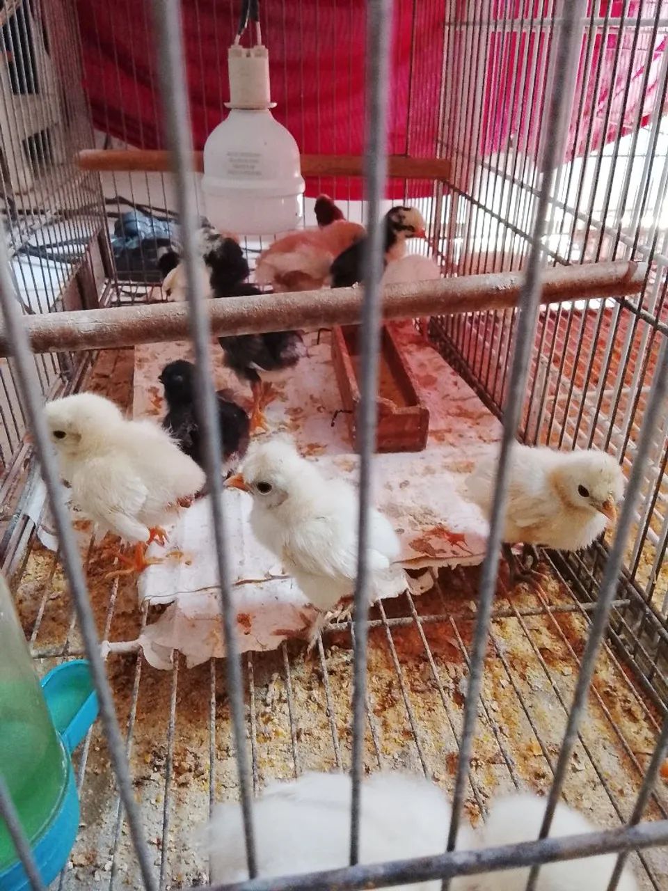 Vendo pintinhoa