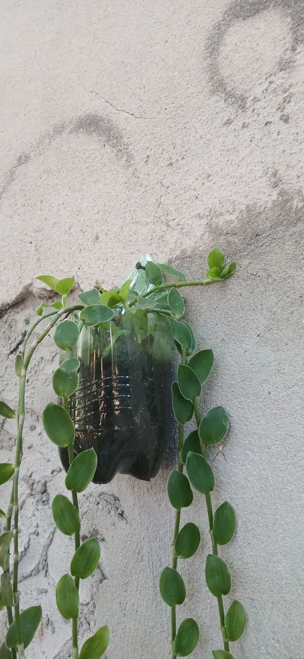Plantas 