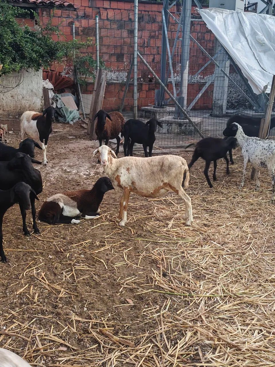 Vende-se ovelhas prenhas  - Foto 4