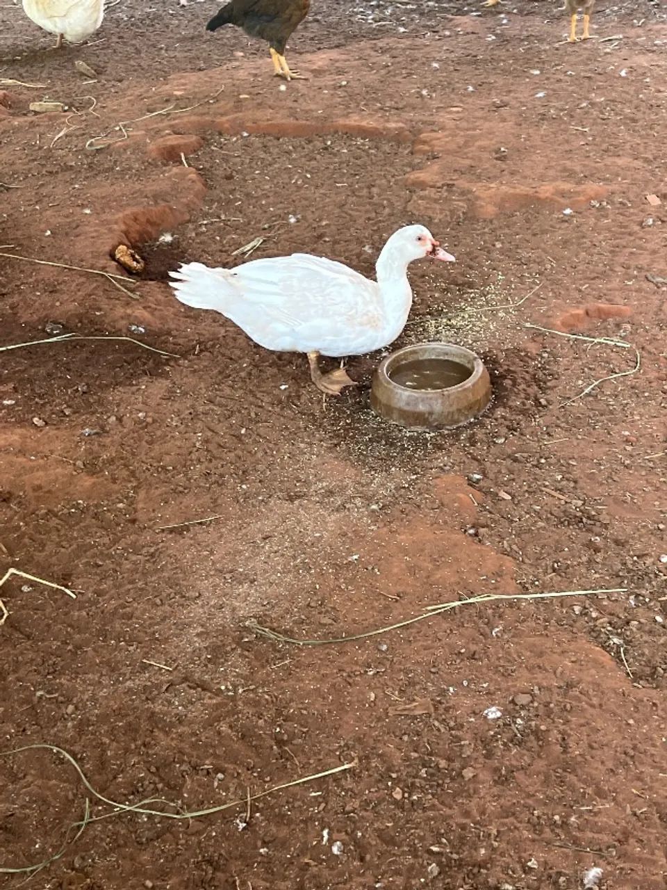 Patos 