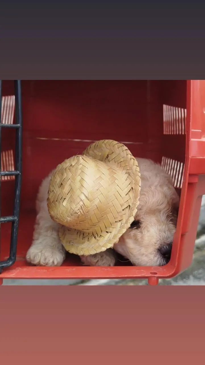 Poodle toy - Foto 3