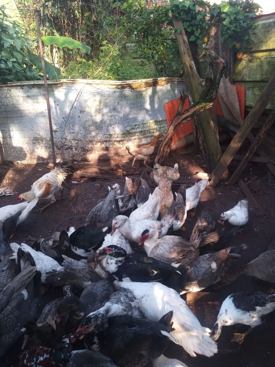 Patos e galinhas  - Foto 2