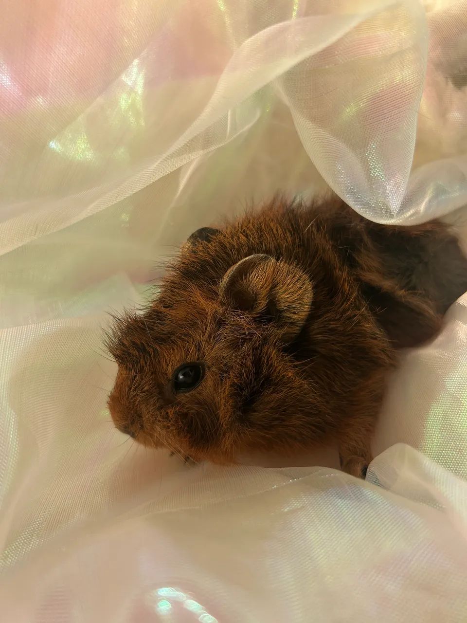 Porquinhos da Índia  - Foto 6