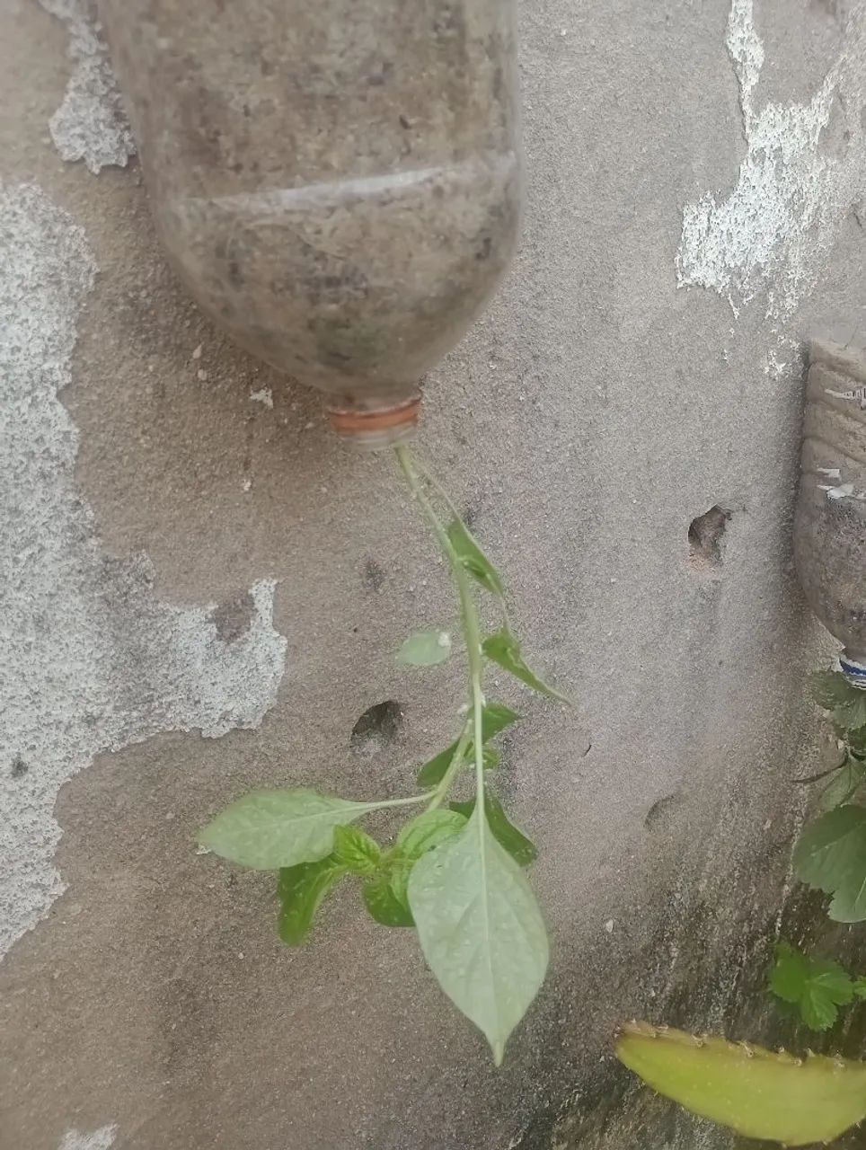 Vendo mudas de pé de morango e pimenta de cheiro  - Foto 5