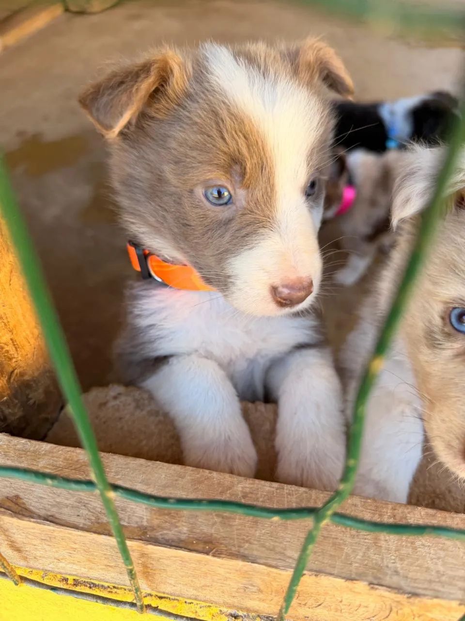 Cachorros - Foto 4