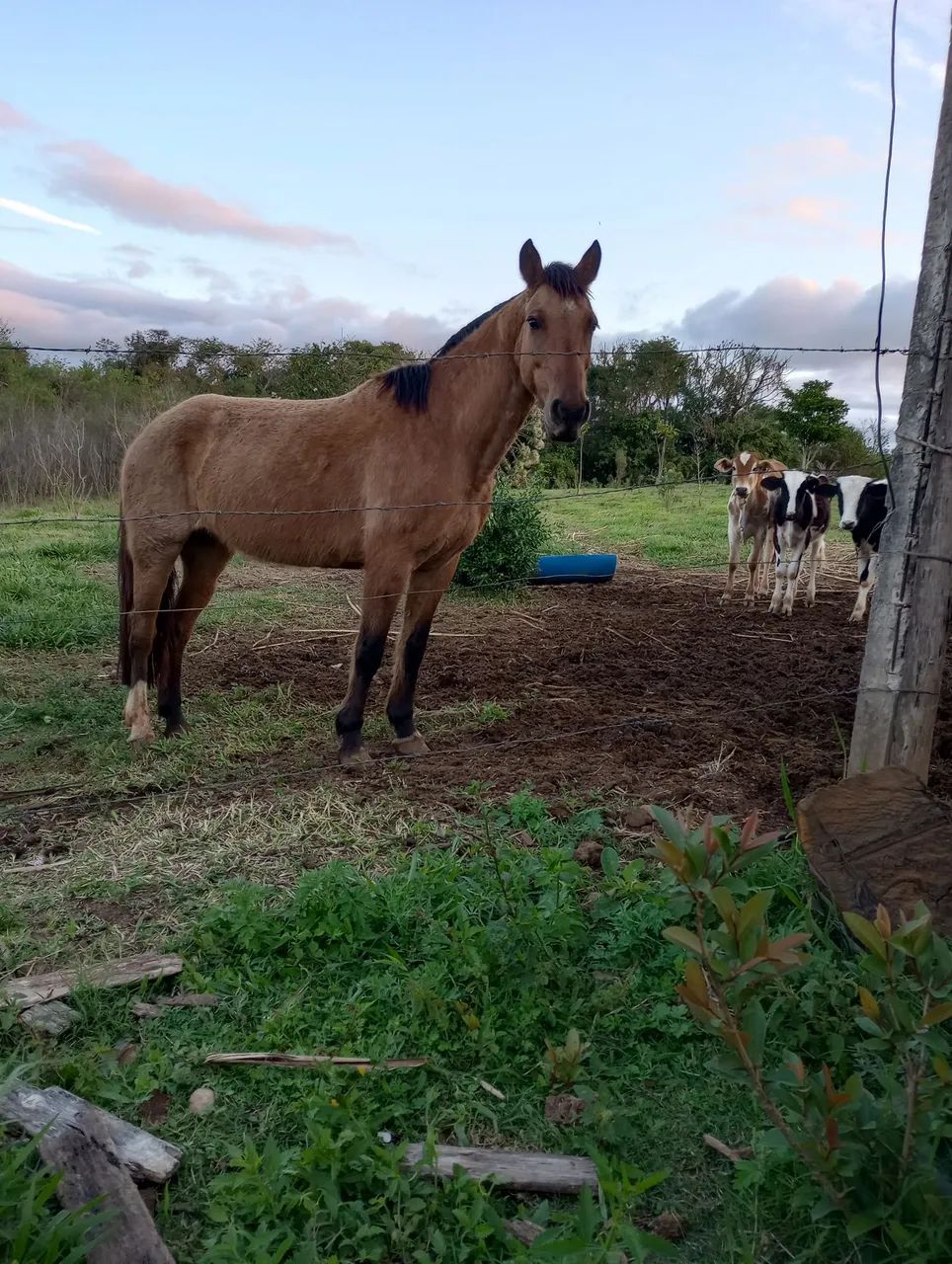Égua crioula 