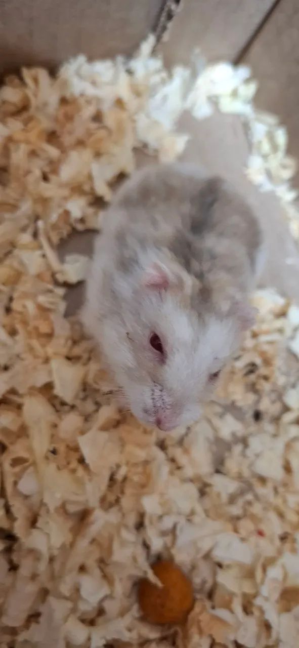 Hamster anão russo65579489318914122