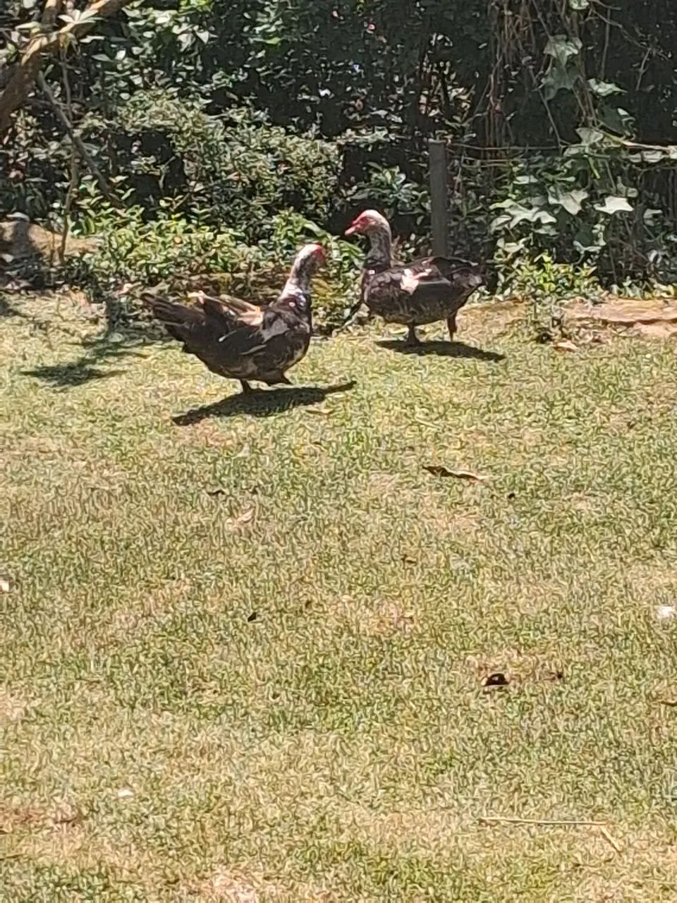Vendo pato 