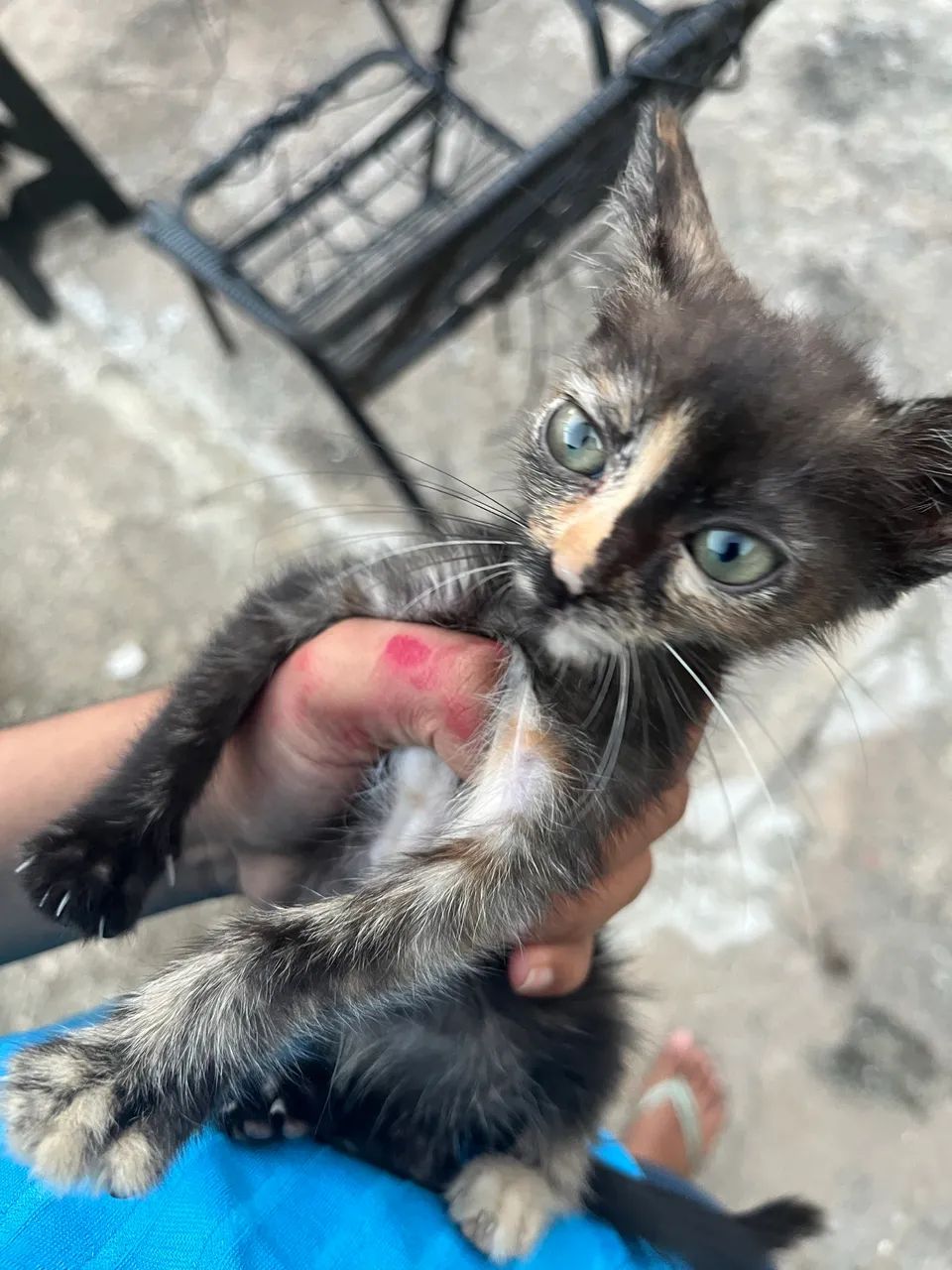 Gatinha pra doação  - Foto 3