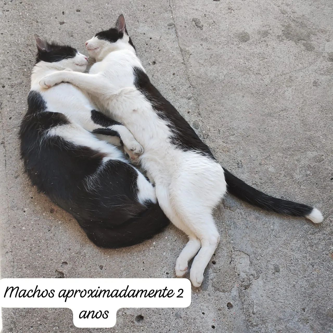 Gatos doação abandonado  - Foto 4