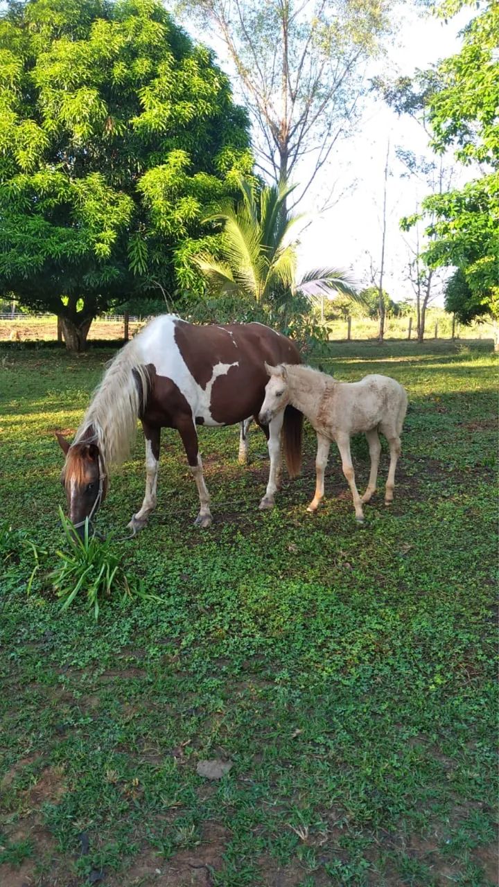Vende se uma boa égua  - Foto 2