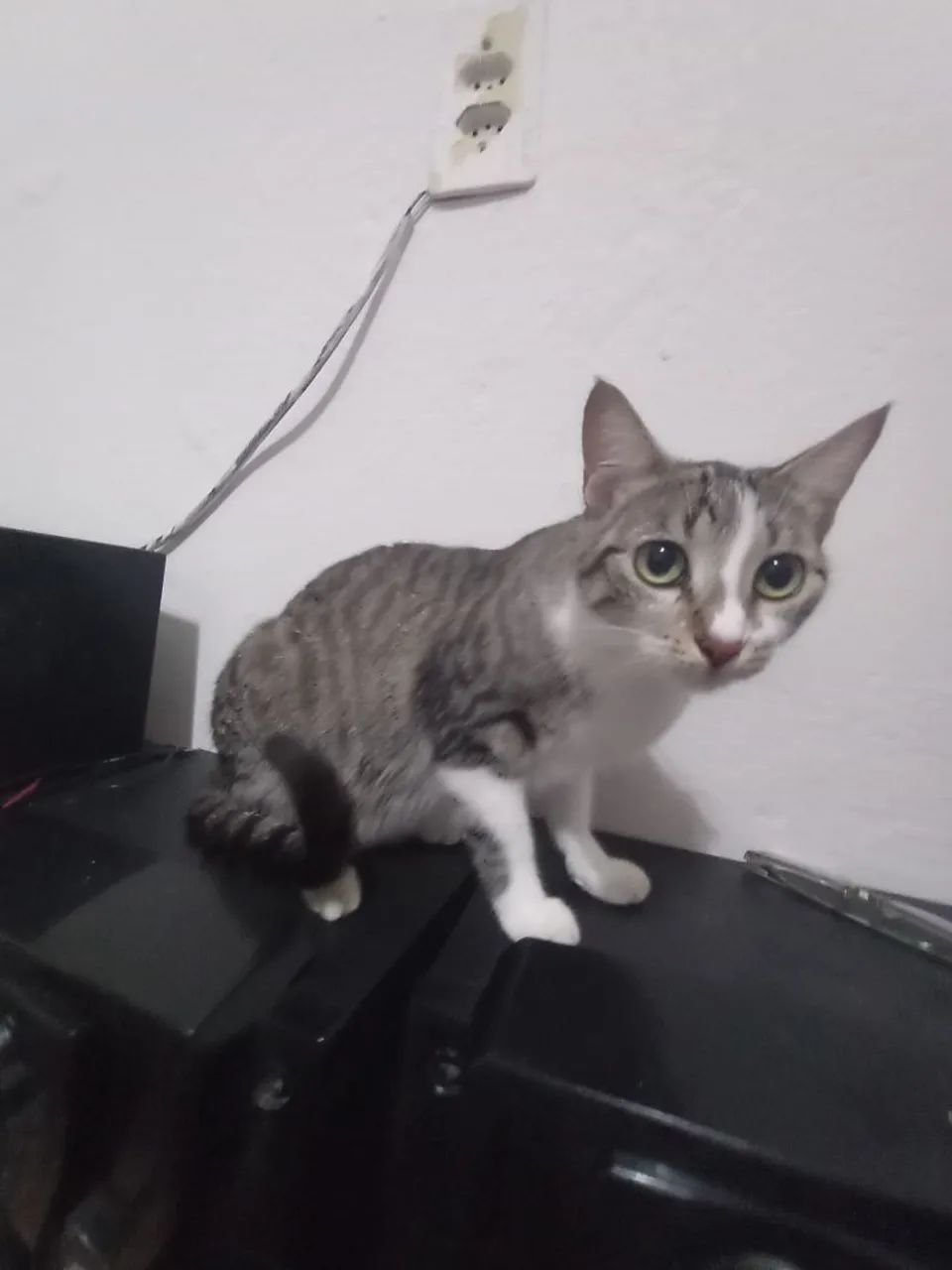 Adoção Responsável 